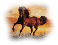horse. horses bp - безплатен png