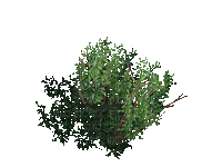 tête d'arbre - 免费动画 GIF