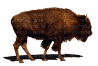 bison - Ingyenes animált GIF