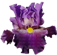 Iris - nemokama png