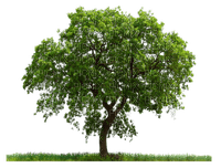 tree baum bush busch - PNG gratuit