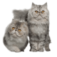 gatos  dubravka4 - PNG gratuit