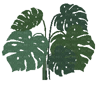 Plant - GIF animasi gratis