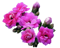 Blumen-Flowers-fleurs - Darmowy animowany GIF