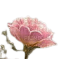 fiore rosa - nemokama png
