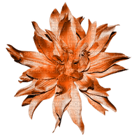 orange-flower-minou52 - 免费PNG