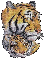 aze tigre - Nemokamas animacinis gif