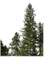 sapins - 免费PNG