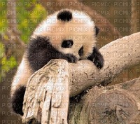 panda - ücretsiz png
