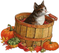 cat chat katze animal autumn automne herbst  gif  anime animated animation      tube - GIF animé gratuit