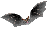 Cute bat - GIF animé gratuit
