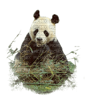 panda - Free PNG