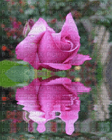 PINK ROSE WITH WATER - Free animated GIF