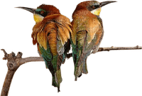 dulcineia8 pássaros - png gratuito