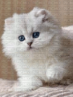 котёнок - Безплатен анимиран GIF