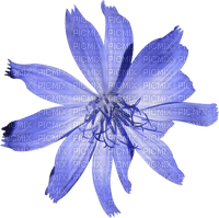 dolceluna flower - PNG gratuit
