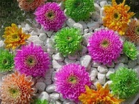 Flowers  On Rocks - zadarmo png