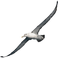 albatross - PNG gratuit