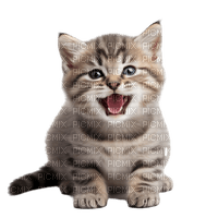 Kitten - PNG gratuit