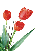 Fleurs.tulips.Tulipes.gif.Victoriabea - GIF animé gratuit