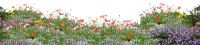 Plants-Flowers.Fleurs.garden.Victoriabea - 免费PNG