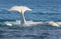 Beluga whale bp - Gratis animerad GIF