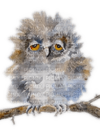 Owl, Eule, Aquarelle - δωρεάν png