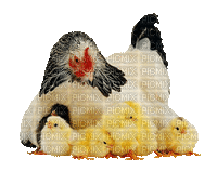 Hen w/chickkens - Ücretsiz animasyonlu GIF