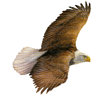 oiseau bird - Darmowy animowany GIF