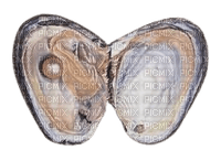 clam - png grátis