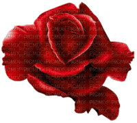 Róża czerwona - kostenlos png