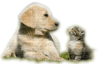 chat et chien--cat and dog