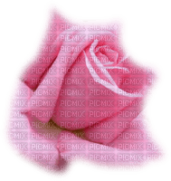 Róża tube12 - 免费PNG