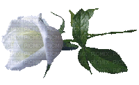 biała róża - GIF animé gratuit