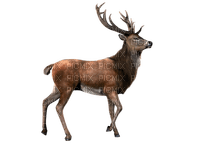 Kaz_Creations Deer - 無料png