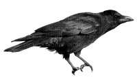 ворона - nemokama png