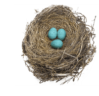 Bird Nest - бесплатно png