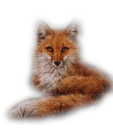Kaz_Creations Fox - безплатен png