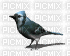 oiseau - Δωρεάν κινούμενο GIF
