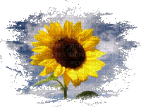 Sunflower - Zdarma animovaný GIF