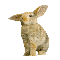 Lapin.Rabbit.Bunny.Conejo.Victoriabea
