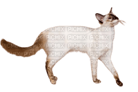 silly fancy cat - gratis png