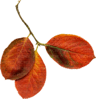 kikkapink deco autumn leaf leaves orange - δωρεάν png