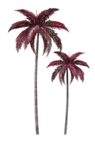 Purple Palm Trees
