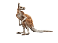 kangourou gif Adam64 a animal, - kostenlos png