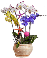 Pot de fleurs d'orchidées et étoiles de mer - png ฟรี