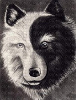 wolf yin yang - png grátis