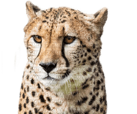 cheetah bp - PNG gratuit