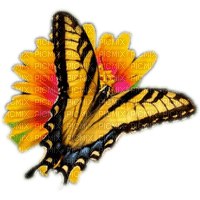Butterfly - 免费PNG