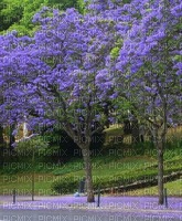 MMarcia  árvore Ipê roxo fundo - gratis png